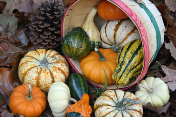 Basket of Autumn Gourds