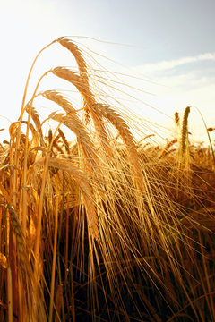 Kornfeld im Sommer