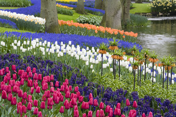 Keukenhof Holland