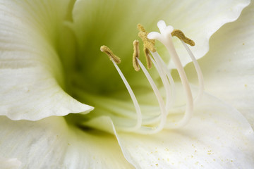 Amaryllis Detail