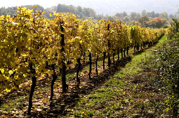 pieds de vignes