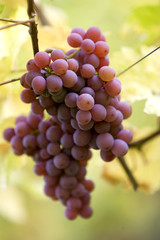 raisin dans le vignoble