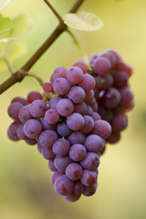 raisin dans le vignoble