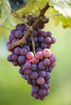raisin dans le vignoble