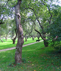 Obraz premium Walk in park