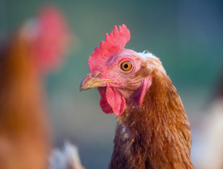 A closup of pasture raised chickens on a farm in the midwest