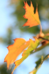 feuille d'automne