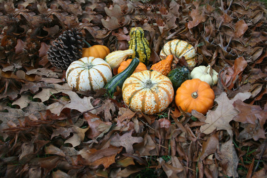 Fall Gourds and Pumpkins