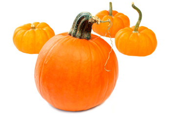 Pumpkins isolated on white