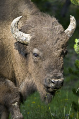 North American Bison
