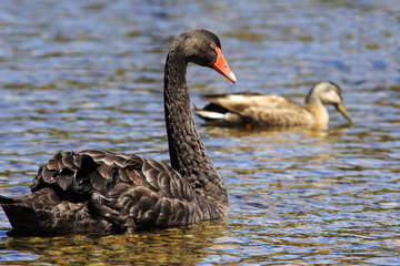 swan and duck