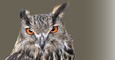 Obraz premium hibou,grand duc d'Europe_2