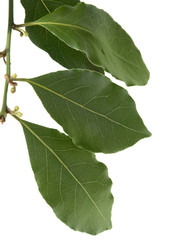 Fototapeta premium Laurel leaves isolated on white
