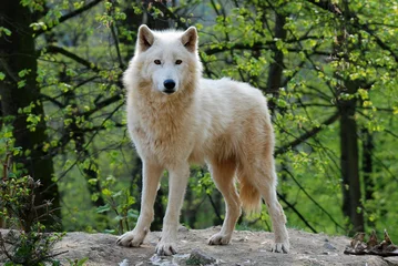 Cercles muraux Loup arctic wolf