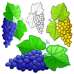 Grapes