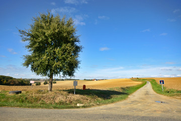 Fototapeta premium l'arbre et la route