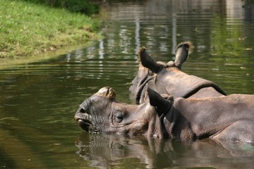 badende Nashörner