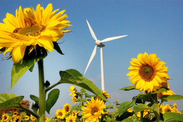 Erneuerbare Alternative Energie Energiekrise Windrad Sonnenblume