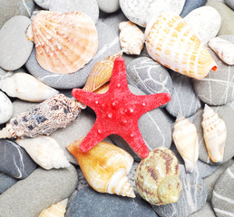a starfish, pebbles and seashells
