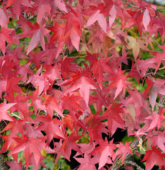Siepe di foglie rosse