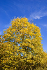 Tree in autumn colours against a blue sky
