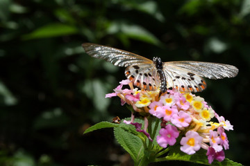 Schmetterling Madagaskar 01