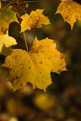 Verwelkendes Ahornblatt