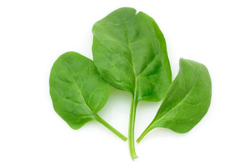 Three baby spinach leaves in isolated white background
