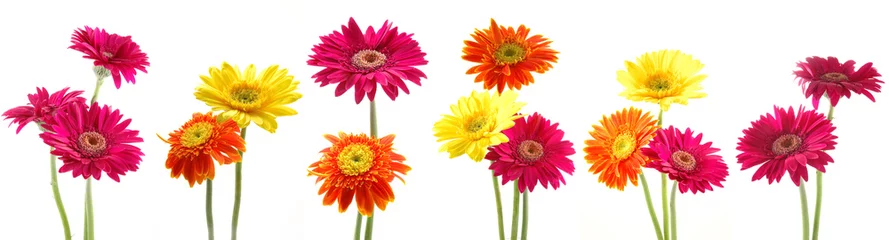Crédence en verre imprimé Gerbera Six bouquets de fleurs de gerbera colorées