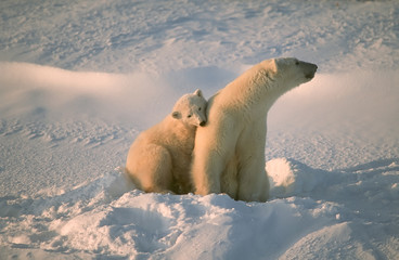 Polar bear with her cub in Canadian Arctic