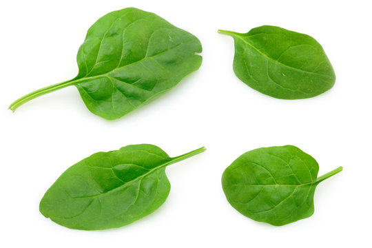 Four baby spinach leaves in isolated white background