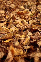 Foglie in autunno