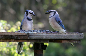 Two Feeding Blue Jays