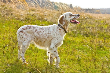 The English setter in a grass