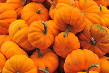 Fairytale pumpkins