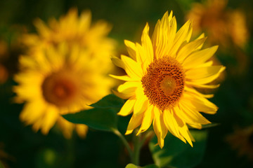 An image of yellow sunflower on green background