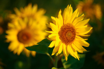 Obraz premium An image of yellow sunflower on green background