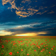 Fototapeta na wymiar Zielone pole czerwone maki pod dramatyczne chmury