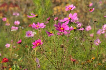 fleurs d automne