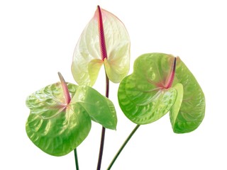 anthurium green flowers