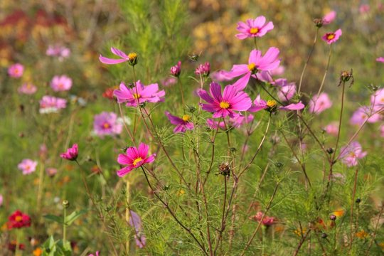 Fototapeta fleurs d automne