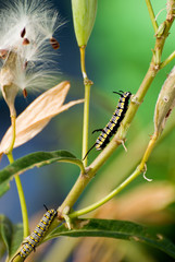 larva