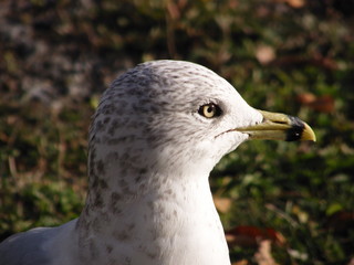 Mouette