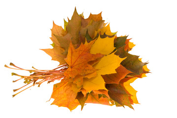 composition of autumn leaves on white background