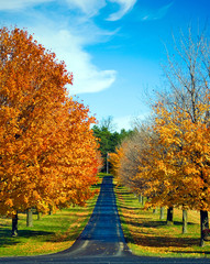 A road travels between autumn trees