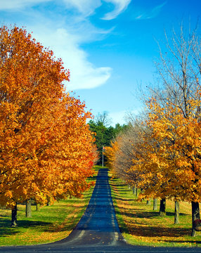 Fototapeta A road travels between autumn trees