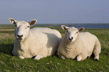 Zwei Schafe liegend auf einem Nordsee-Schutzdeich