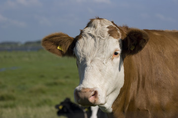 Portraitaufnahme einer Kuh auf der Weide