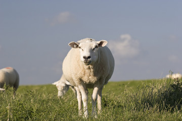 Obraz na płótnie Canvas Schaf auf einem Nordsee-Schutzdeich