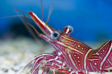 Rhynchocinetes durbanensis im Meerwasseraquarium
